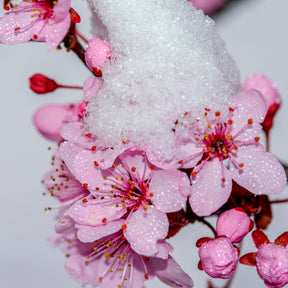 Snow covered Cherry blossom