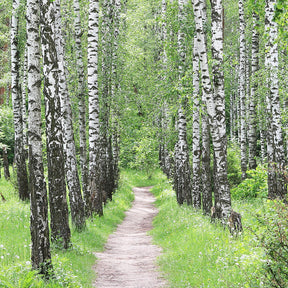 All Birch Trees