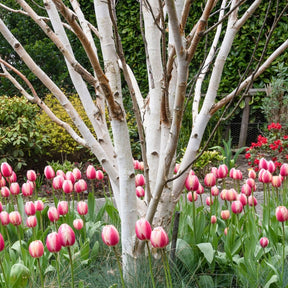 White Bark Himalayan Birch Trees