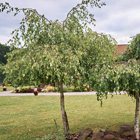 Weeping Birch tree