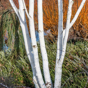 Multi Stemmed Birch Trees