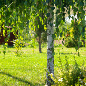 Small Birch Trees