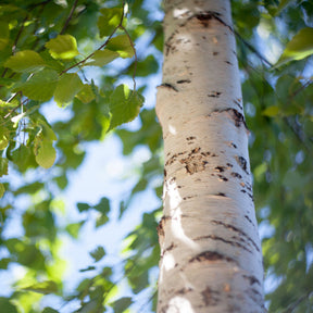 Mature Birch Trees