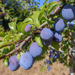 Plum tree with fruits