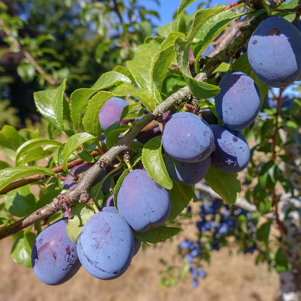 Plum tree with fruits