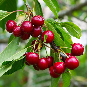 Cherry tree with fruit