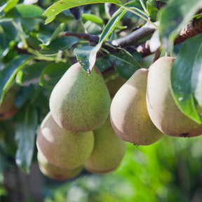 Pear tree with fruit