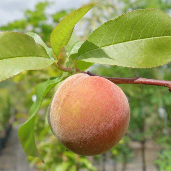 Peach & Nectarine Trees