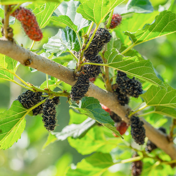 Mulberry tree with unusual fruits