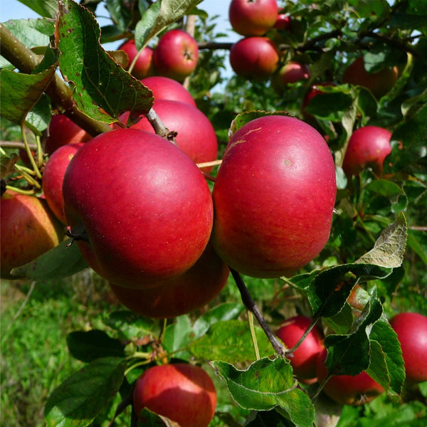 Apple tree with fruit