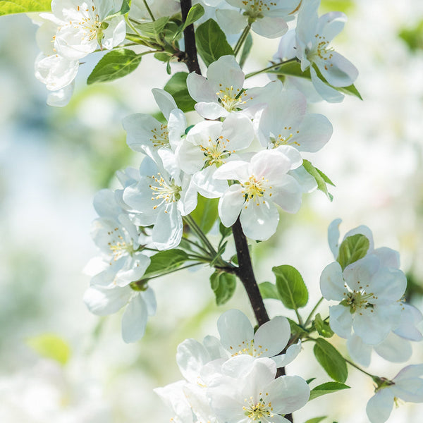 Apple blossom