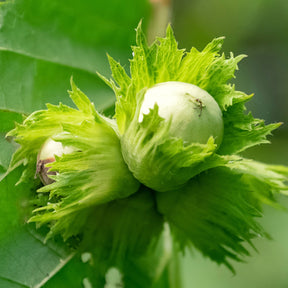 Filbert nut tree