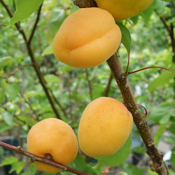 Apricot Trees