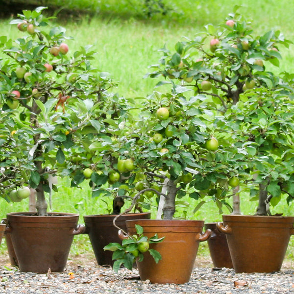 Patio fruit trees in pots