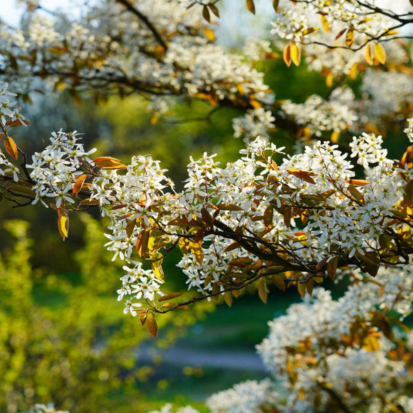 Mature Amelanchier Trees