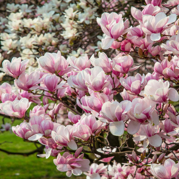 Mature Magnolia Trees