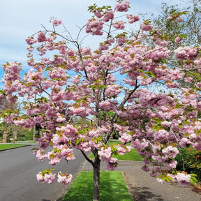 Mature cherry blossom tree