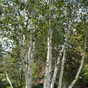 Mature Himalayan Birch Trees