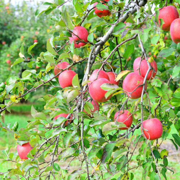 Mature apple tree with fruit on