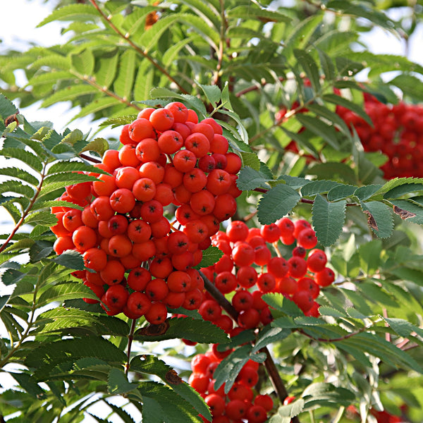 Sorbus Rowan tree with berries