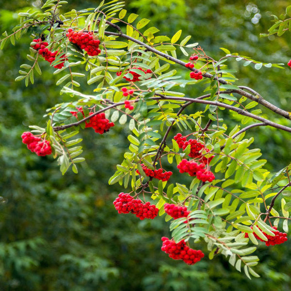 Mature Rowan Trees