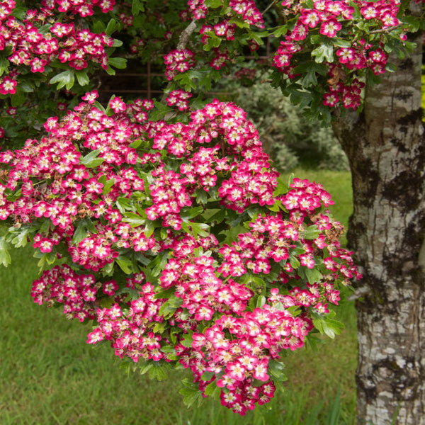 Mature Hawthorn Trees