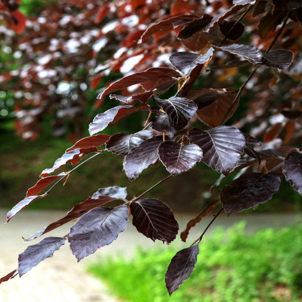 Mature Beech Trees