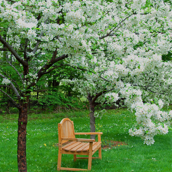 Mature Crab Apple Trees