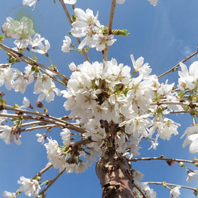 Weeping Prunus tree