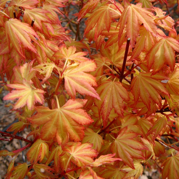 Japanese Maples For Small Gardens