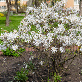 Magnolia stellata bush in flower