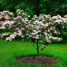 Small tree in garden