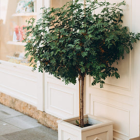 Trees To Grow In Pots