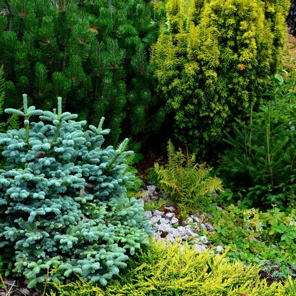 Assortment of evergreen conifers in garden