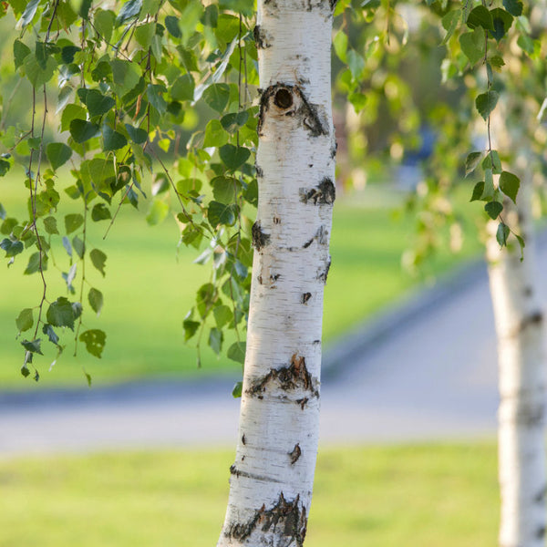 Birch Trees | Betula Trees