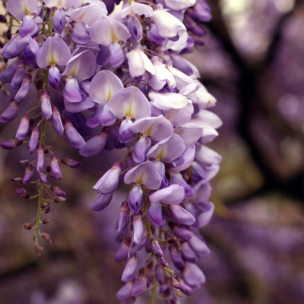 Flowering Wisteria tree