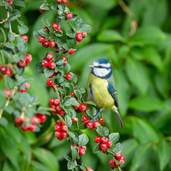 Widlife bird on tree