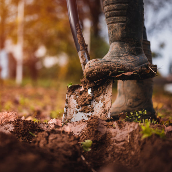 Trees For Clay Soil