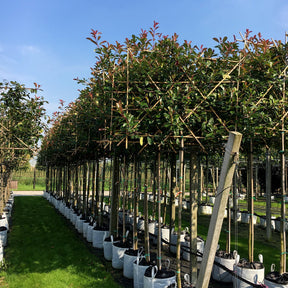 Pleached trees in a line