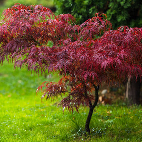 Japanese Maple Offers