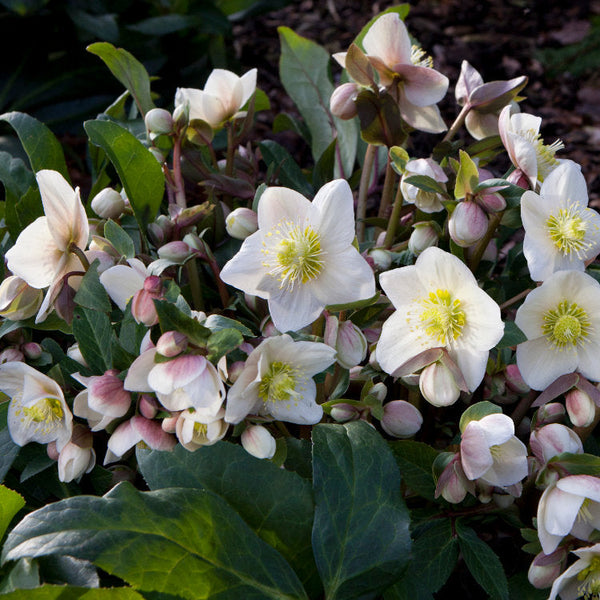 Hellebore