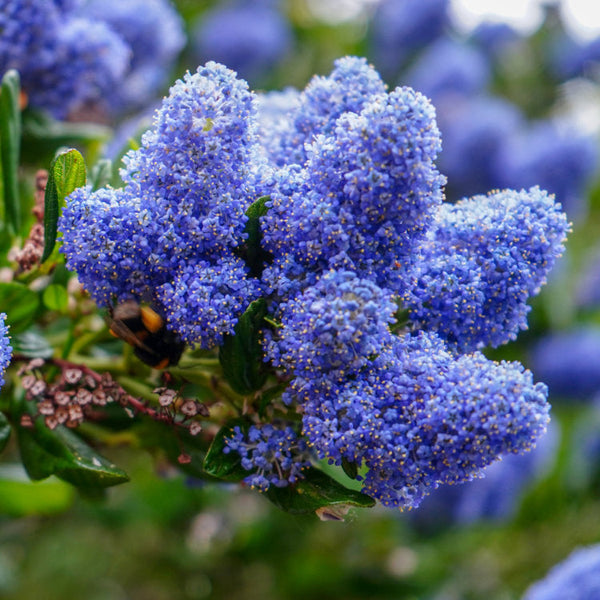 Ceanothus | Californian Lilac Trees