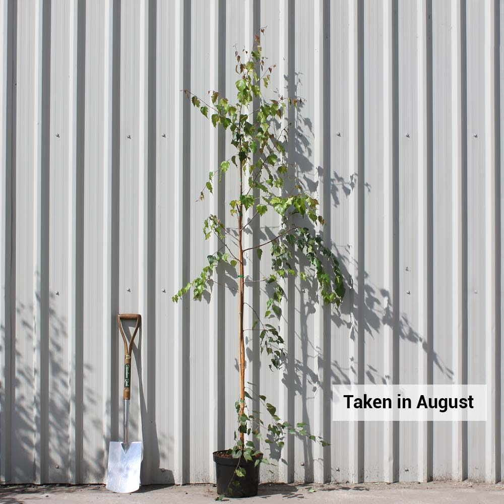 Betula pendula 'Tristis' Birch tree in pot