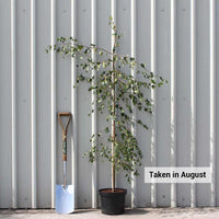 Betula Young’s Weeping Birch in pot