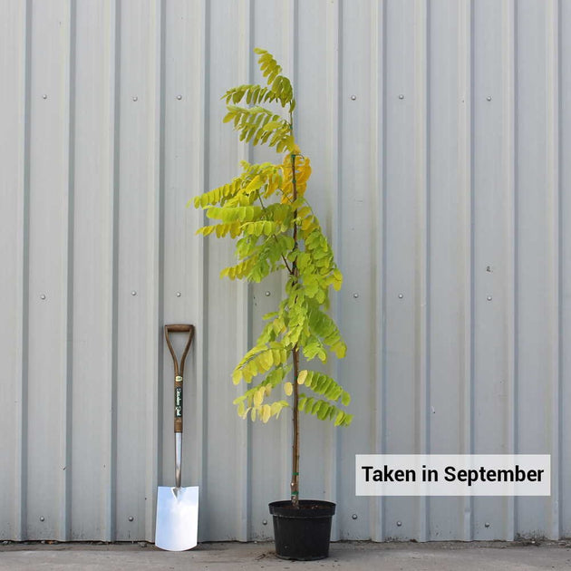 Robinia pseudoacacia 'Frisia' Tree