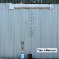 Betula pendula 'Dalecarlica' tree