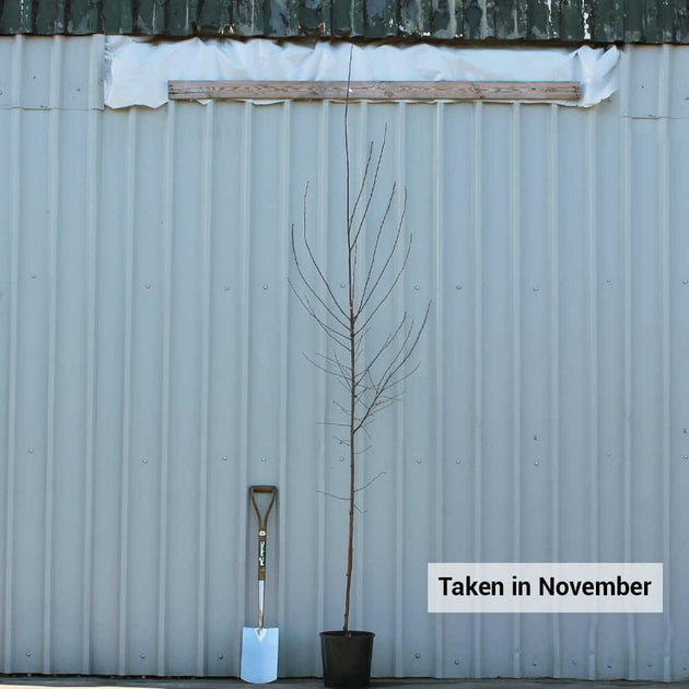 Betula pendula 'Dalecarlica' tree