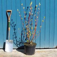 Cornus alba 'Sibirica' Shrub