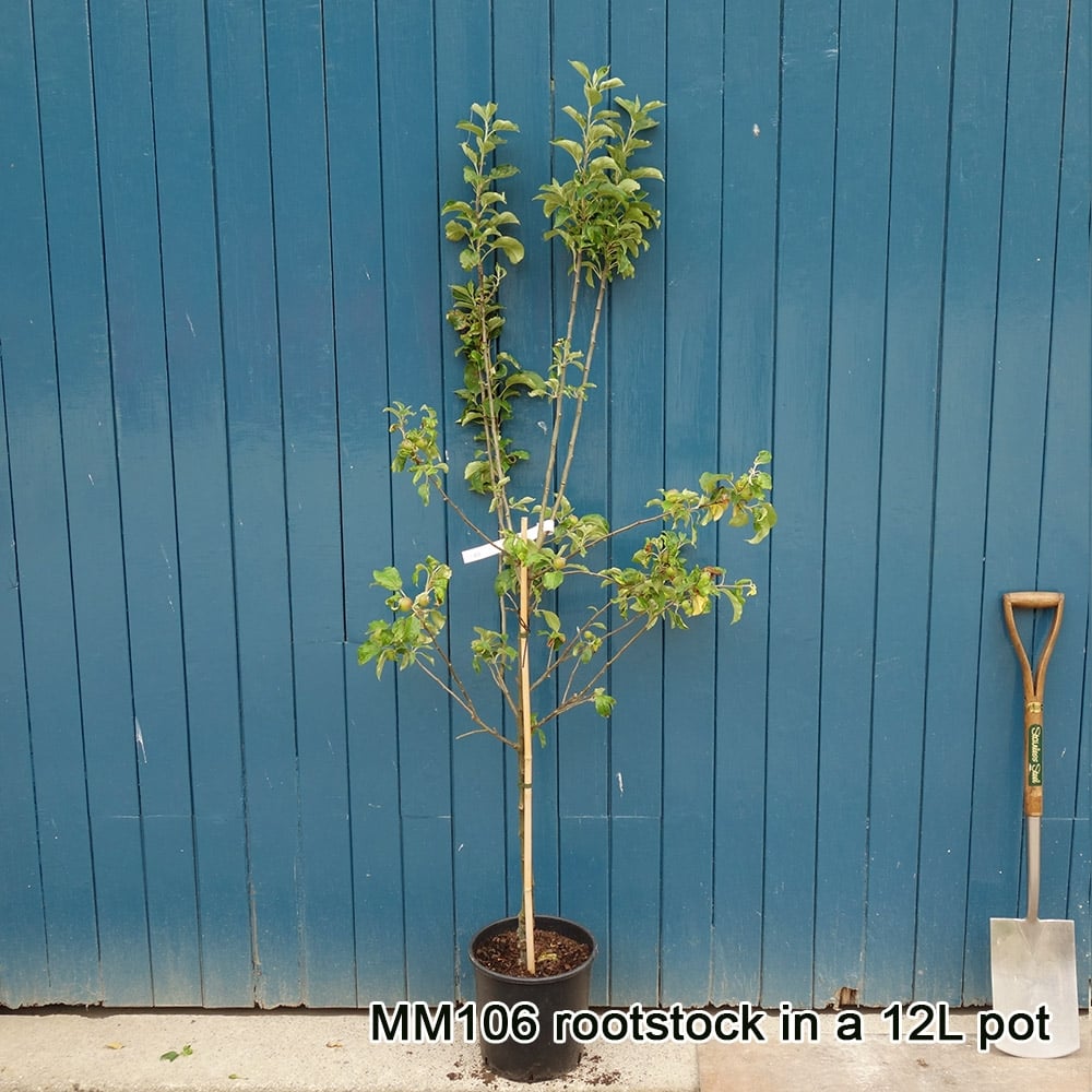 Egremont Russet Apple Tree