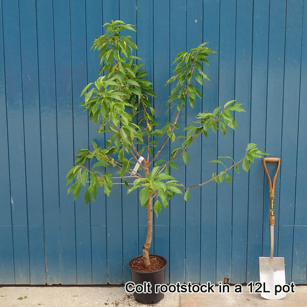 Stella Cherry tree in pot